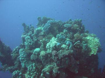 soft and hard corals