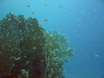 staghorn corals