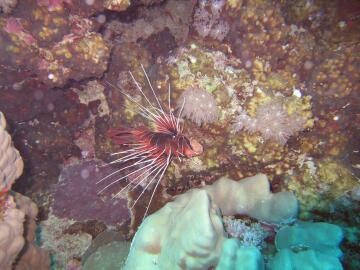 lion-fish
