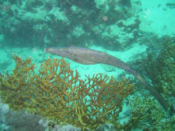 submerged_26.jpg, 22 KB