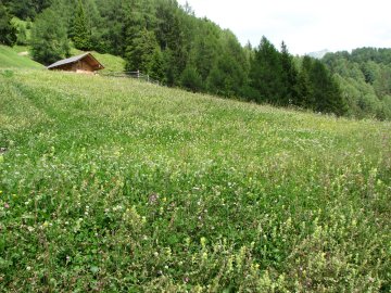 Almwiese in voller Bl&uuml;te