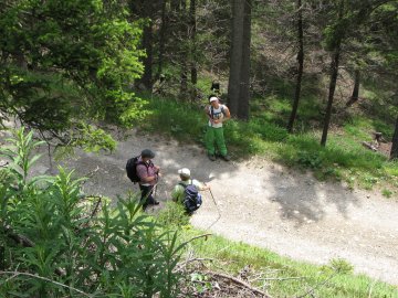 Abstieg auf dem Almweg
