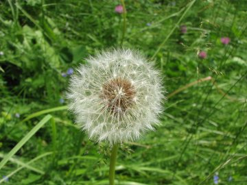 Pusteblume