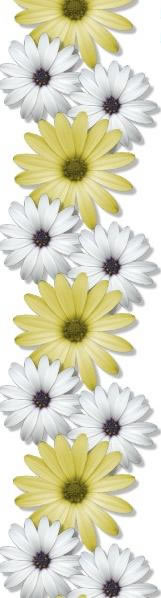 Daisy_Border