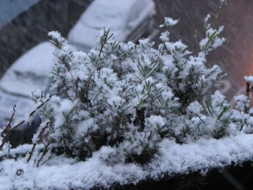 Schnee in Z&uuml;rich