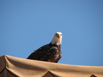 Das Steinadler M&auml;nnchen hatte Angst vor den Hunden...