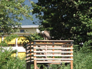Der Geier ruht sich etwas aus