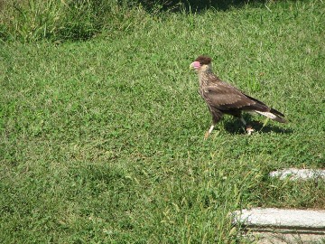 Die Karak sind klein, link und frech!